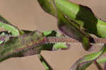 New England aster